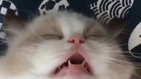 Cutest little cat Deeley sleeping💖😀