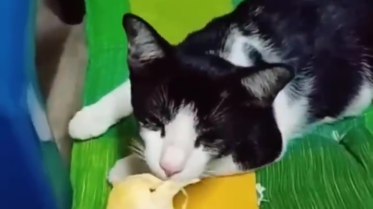 cat funny video