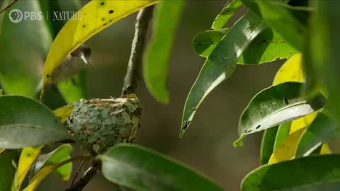 A baby bird has just been born