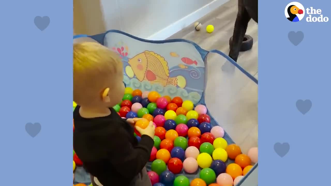 Baby Grows Up With His 125-Pound Dog | The Dodo Soulmates