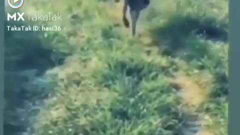 Funny_Status_video