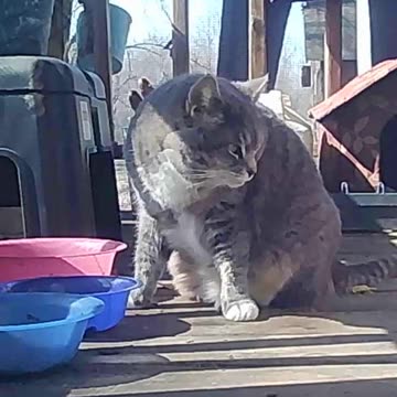 EA S103 - Beautiful (Cat) Morning