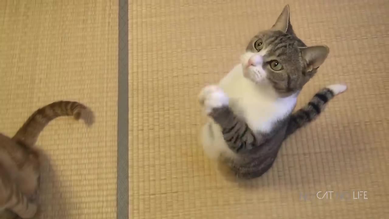 Funny Cats Compilation (Most Popular) Part 1