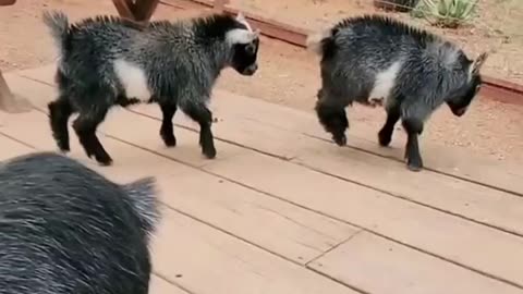 Animals Playing