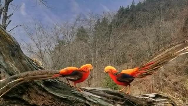 Golden Pheasants say Good day from #China. My prayers for you all