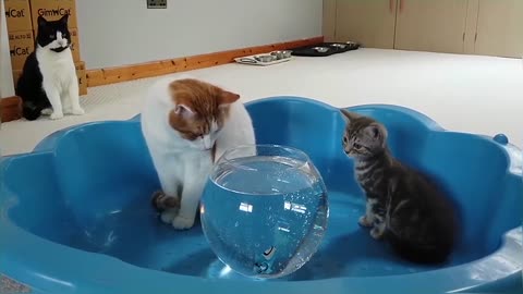 Kitten Reacts To Robo Fish