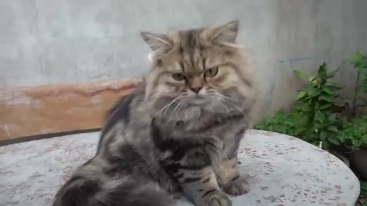 funny cats