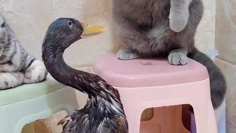 Cute cat fight with duck