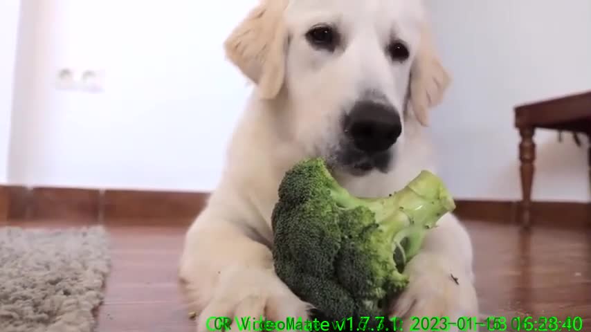 Angry and Cute Dog Protects Food Funny Puppy Bailey