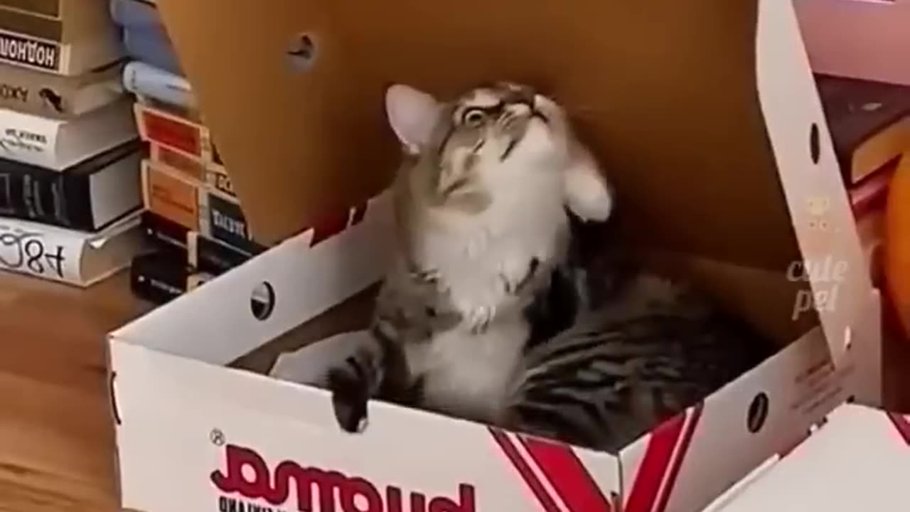 the_#cute_😻|_#cat_😺|_#video_|_#shorts_|_#love❤️)