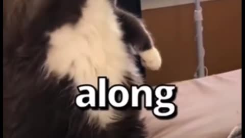Cute cat dances funny # #cat #funny #cute #pets