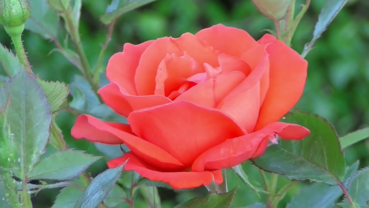 Rose Opening