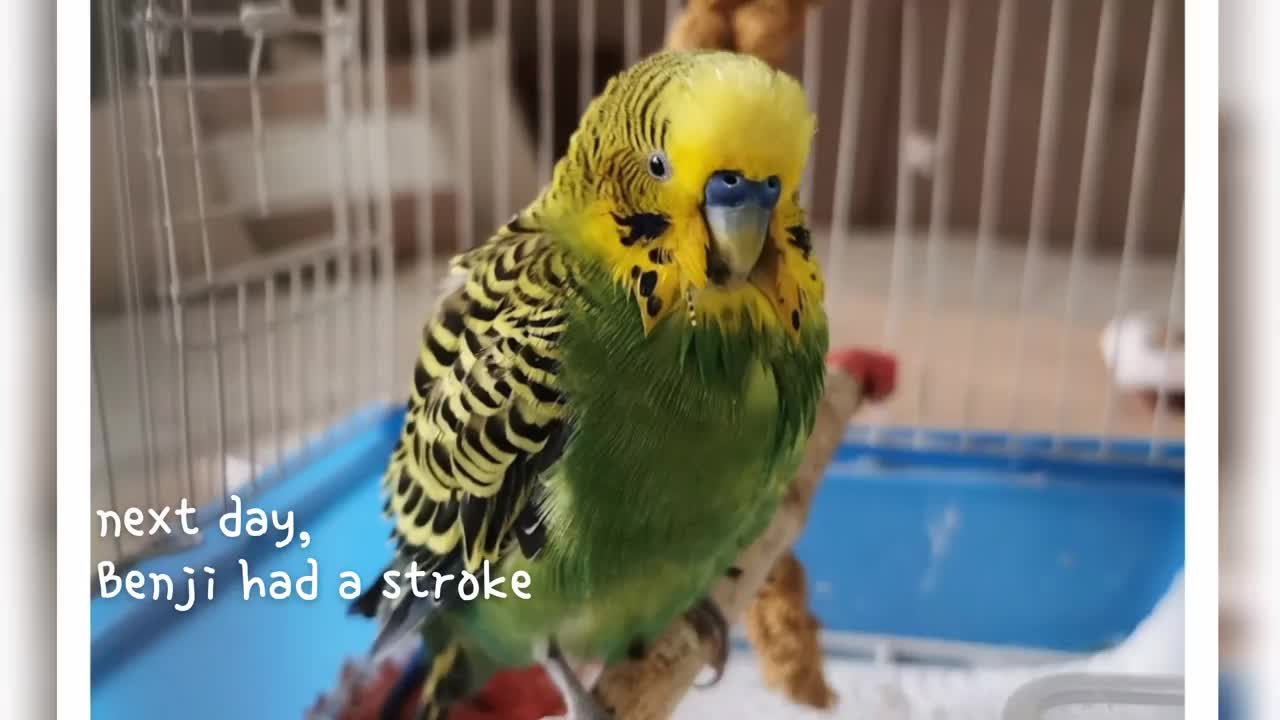 Watch 5 baby budgies growing day by day10