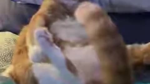 cat perfectly grooming itself