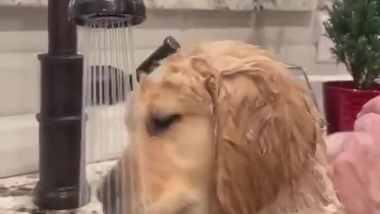 Puppy Takes a Shower in the Sink!