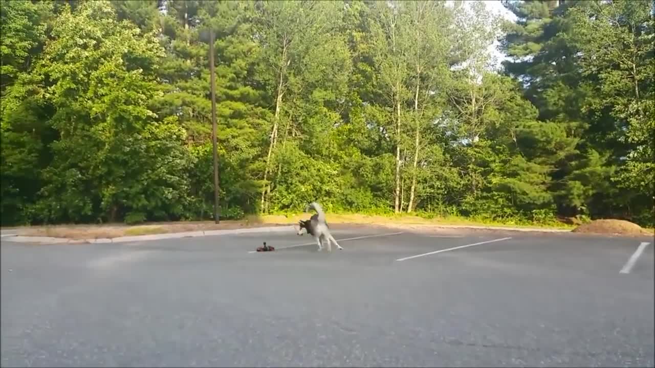 Cute Siberian Husky Chases Remote Control Car - GoPro View From Car