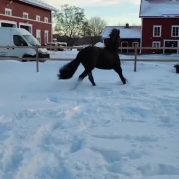 Tall Stallion, OVER 16.1 hands TALL!$45,000USD