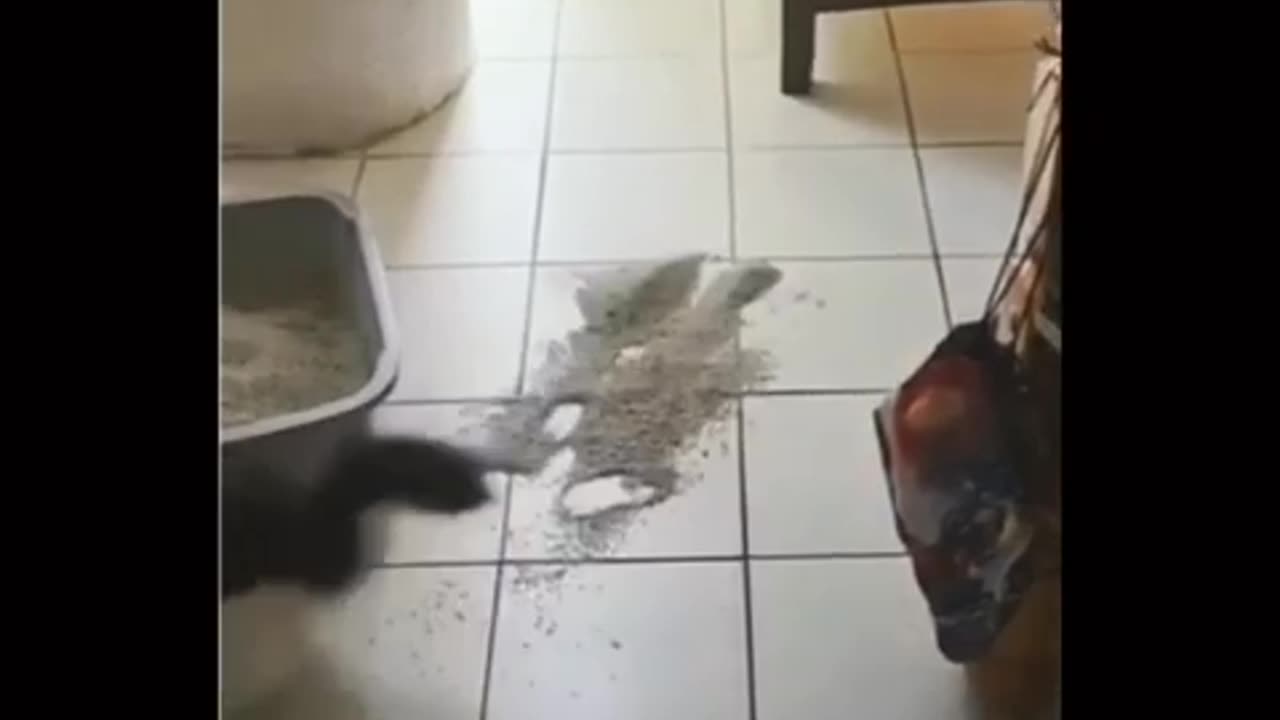 Funny animal