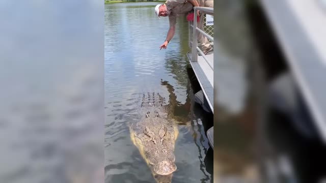 Monster Giant crocodile Australian