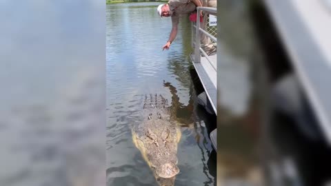 Monster Giant crocodile Australian