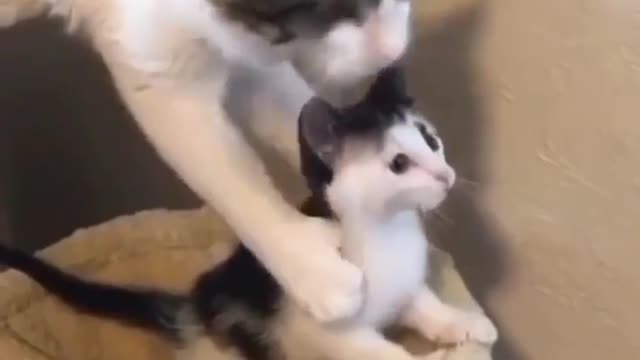 Kitty absolutely loves playing with her new baby