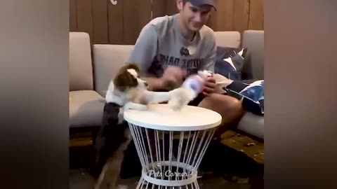 Funny and comedy animal 8