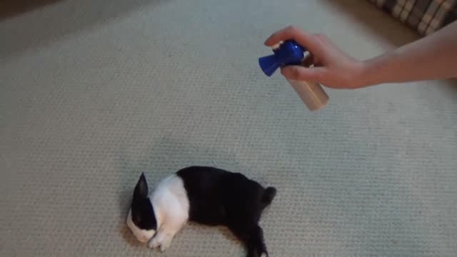 Waking a sleeping rabbit with an air horn