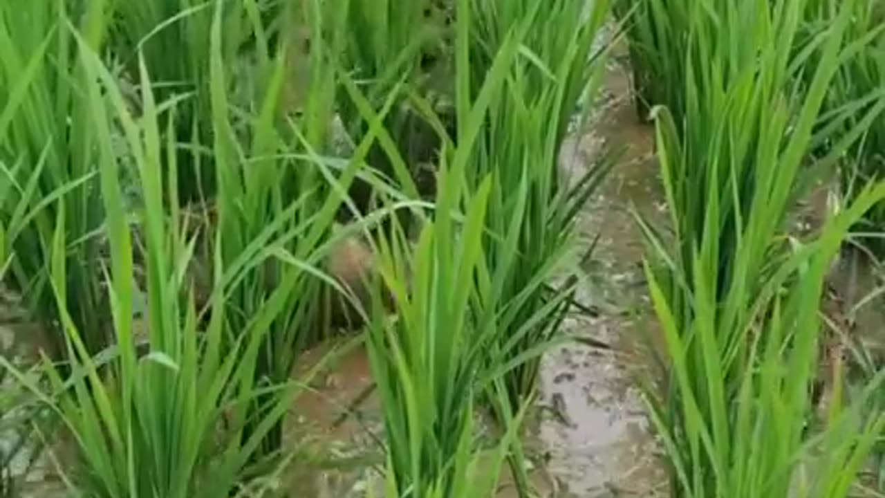 No chemicals needed here! Traditional pest control, Weed and fertilization