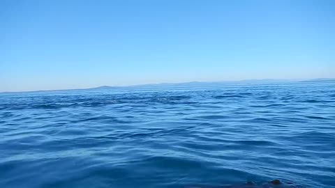 Kayaking with Orcas- San Juan Island, WA