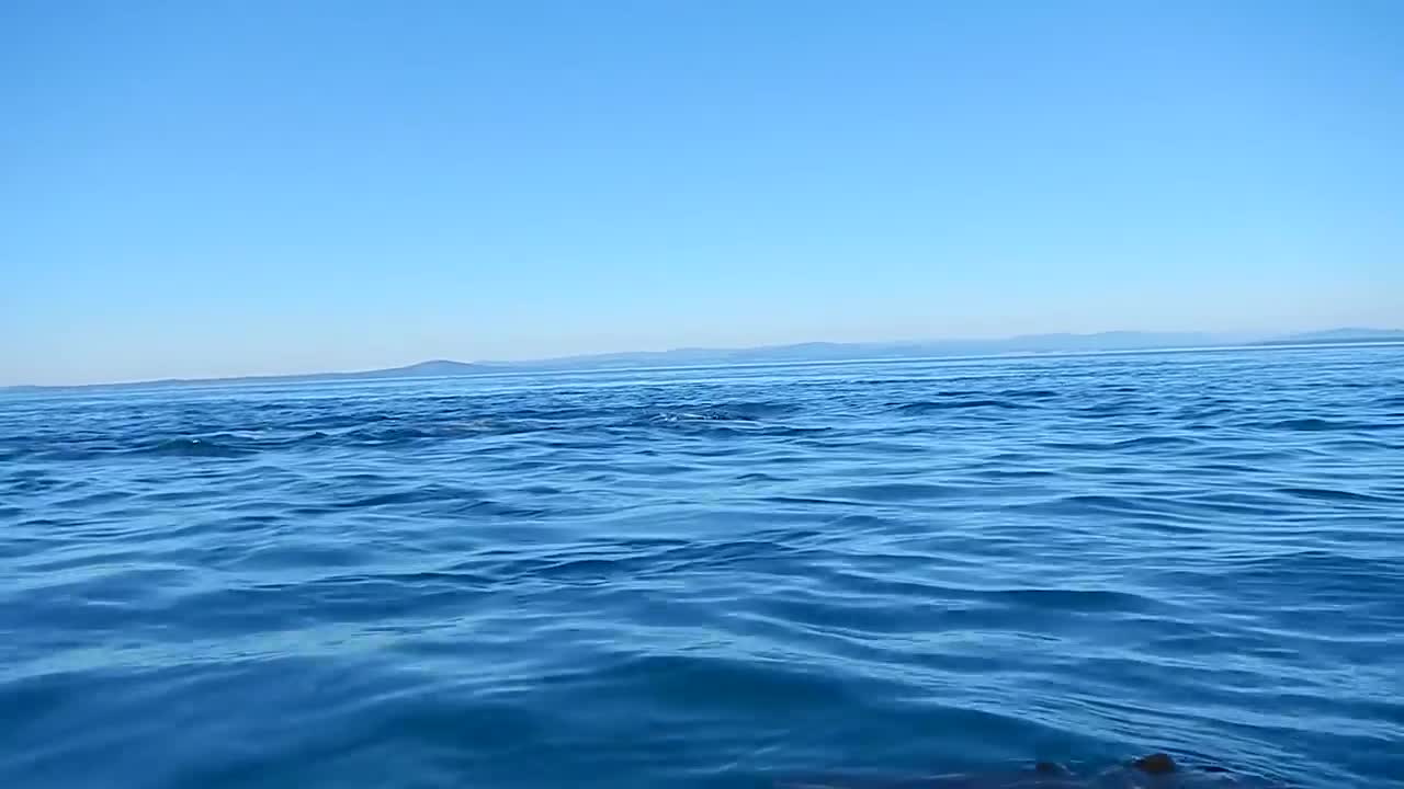 Kayaking with Orcas- San Juan Island, WA
