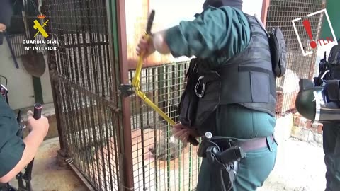 Encuentran dos monos de Gibraltar encerrados en un patio de Granada