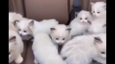 Cute Baby Animals Videos Compilation Cutest Moment