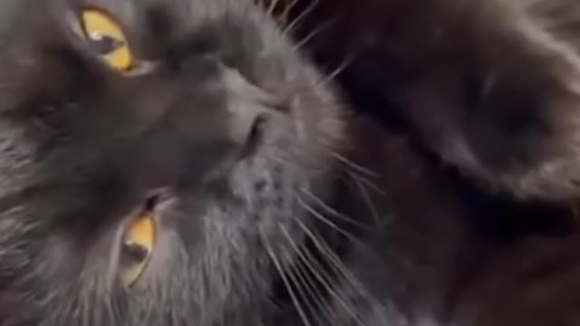 CATS will make you LAUGH YOUR HEAD OFF - Funny CAT compilation