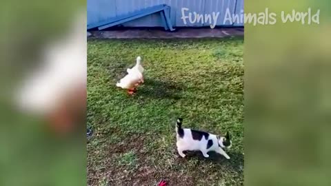 Funny animals dogs and cats video🤓🤓😛😛👻👻👻😸😺😹😼🙉🙈