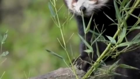 Why are pandas so bad at surviving?