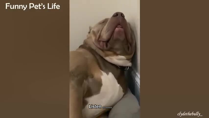 The funniest DOGS that will make you laugh till your lungs hurt - Funny Animal