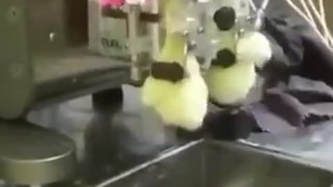 병아리에게 mRNA 백신을 주사하는 방법 영상.