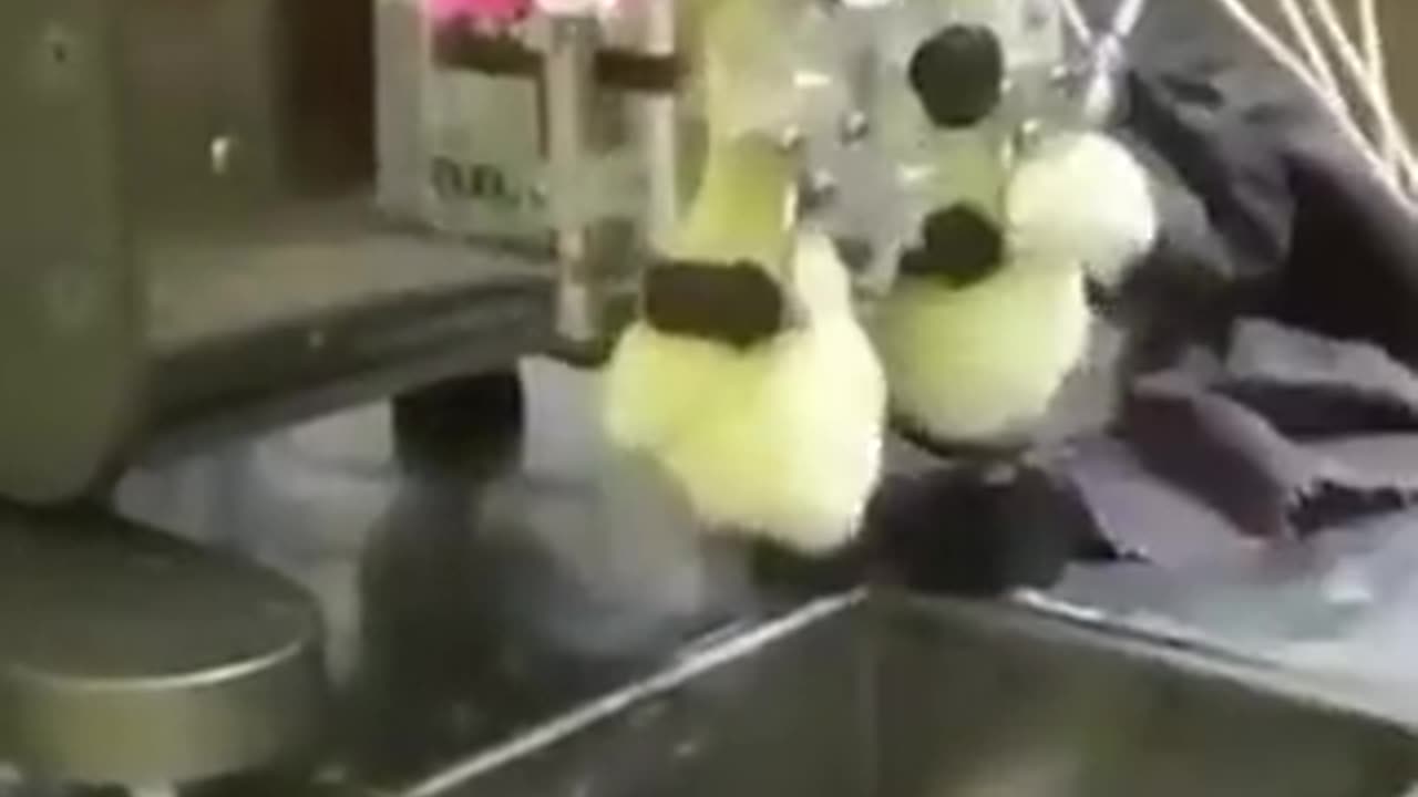 병아리에게 mRNA 백신을 주사하는 방법 영상.