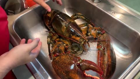 BUYING LIVE PET 15lb LOBSTER ONLINE! *MASSIVE*