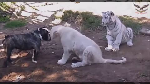 Funny Animal Fight