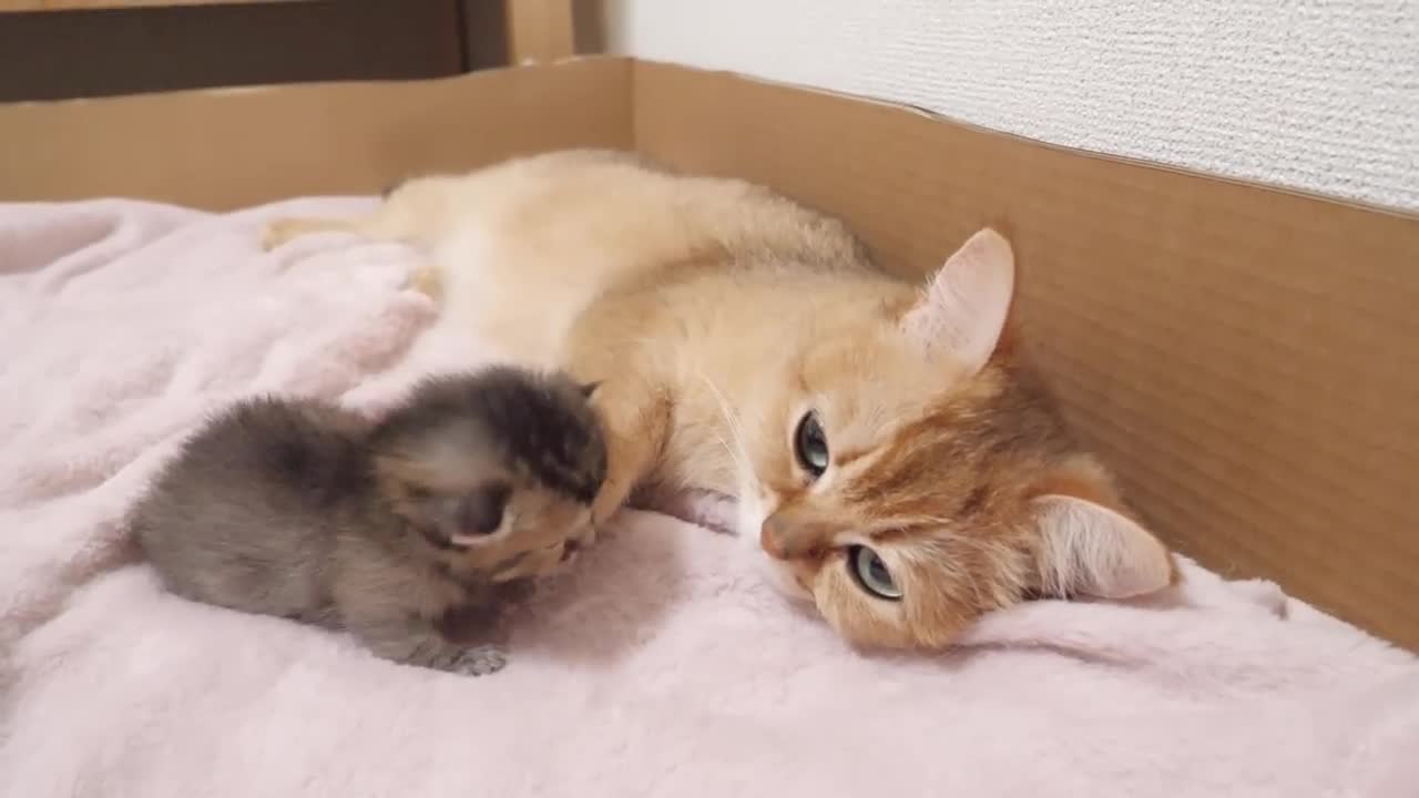 The way a mother cat loves a kitten is the same as that of a human