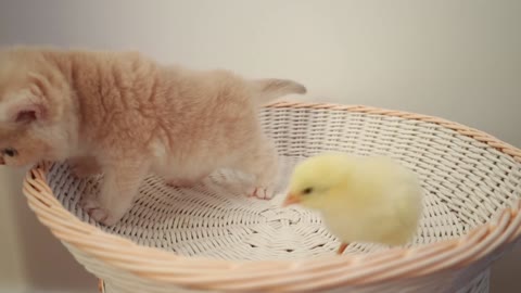 Cat and chicken play together