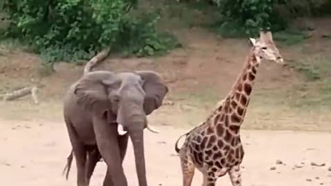 Giraffe Escapes Charging Elephant 0:10