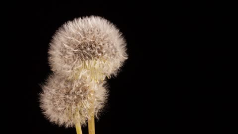 Dandelion flowers blooming