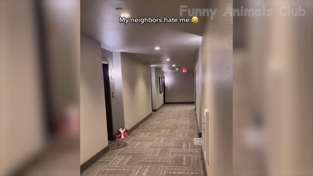 funny animals video