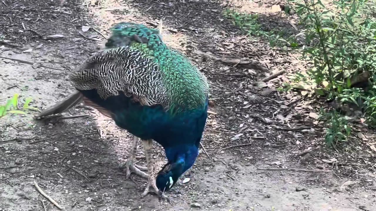 Mayfield Park and Nature Preserve @ Austin @ Texas @ USA