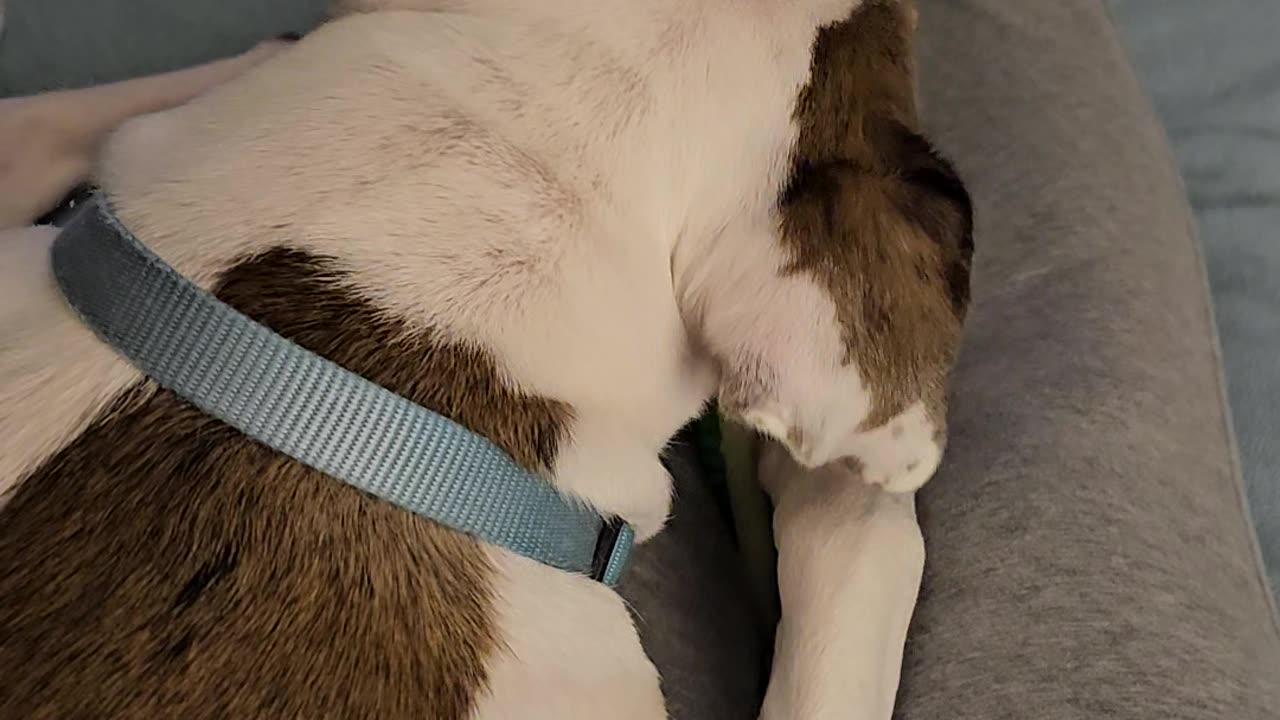 Vincenzo and his bedtime chew
