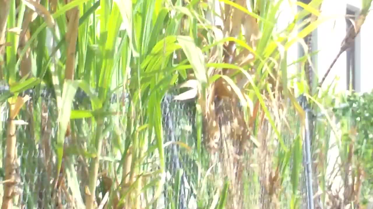 A sugar cane plant in backyard