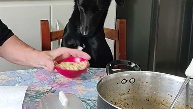 Patient Pup Loves Pasta