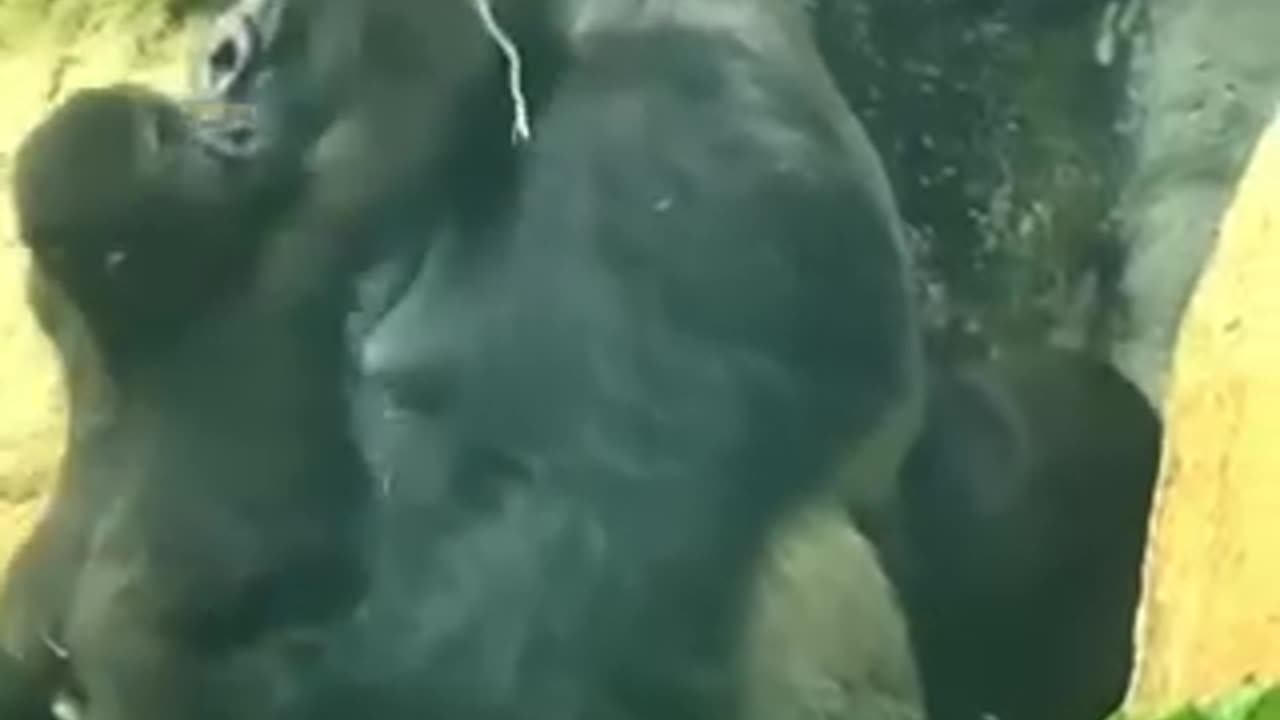 Funny animals